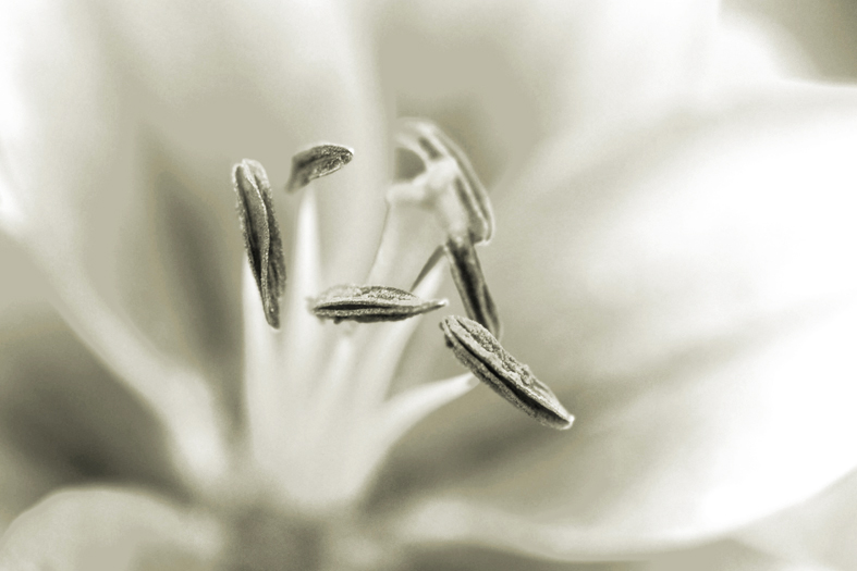 AS220 Wall décor art photographic on canvas floral flower petals close up black & white